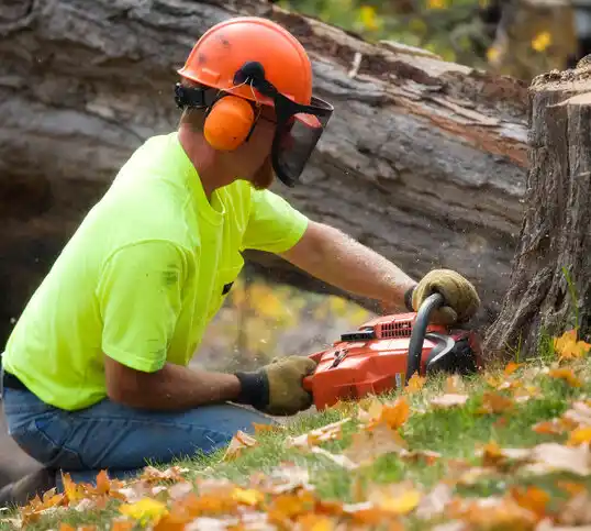 tree services Indian Hills